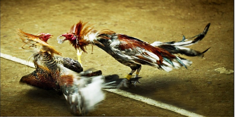 Tại sao bạn nên tham gia đá gà của PG88